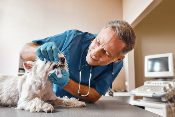 Best 24-Hour Emergency Dentist in Summerfield, NC